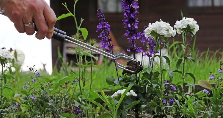 a woman using a pair of tongs to manually remove slugs from a flower garden to dispose of the slugs
